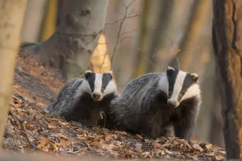 ces animaux