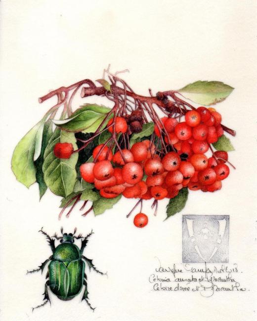 gouache botanique sur parchemin
